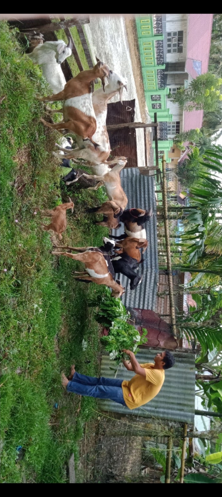 SEKTOR PETERNAKAN DESA SANGGIRAN